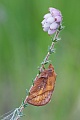 Grasglucke fliegt von Juni bis August  -  (Trinkerin  -  Foto Maennchen), Euthrix potatoria, Drinker, both sexes show two white spots on the forewing  -  (Photo male imago)