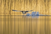 Eine Graugans startet zum Abflug auf einem Teich, Anser anser, A Greylag Goose takes off for departure on a pond