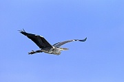Graureiher brueten jedes Jahr im selben Nest bis dieses abstuerzt, oder auf anderem Wege zerstoert wird  -  (Fischreiher - Foto Graureiher im Flug), Ardea cinerea, Grey Heron, the same nest is used every year  -  (Gray Heron - Photo Grey Heron in flight)