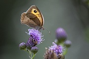 The female of the Meadow Brown shown here is clearly different from the male