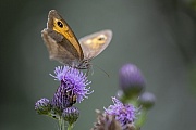 Mangels geeigneter Motive und zu viel Sonnenschein habe ich an diesem Nachmittag angefangen Schmetterlinge zu fotografieren, hier ein Bild vom weiblichen Grossen Ochsenauge