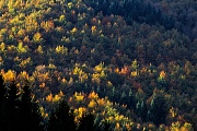 Mischwald im Herbst an einem Berghang, Siebertal  -  Harz, Mixed forest in autumn at mountainside