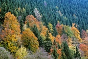 Mischwald im Herbst, Siebertal  -  Harz, Mixed forest in autumn