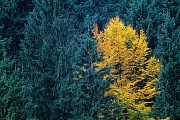 Rotbuche im Herbst zwischen Fichten, Siebertal  -  Harz, Common Beech in autumn between spruces