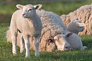 Hausschafe gehoeren zu den am fruehesten domestizierten Nutztieren - (Foto Laemmer und Muttertiere), Ovis gmelini aries, Domestic Sheep is one of the earliest animals to be domesticated - (Photo lambs and ewes)