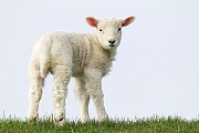 Hausschaf, die weiblichen Jungtiere sind nach 6 - 8 Monaten fortpflanzungsfaehig  -  (Foto Lamm auf einer Deichkrone), Ovis gmelini aries, Domestic Sheep, the ewes generally reach sexual maturity at 6 to 8 months  -  (Photo Domestic Sheep lamb)