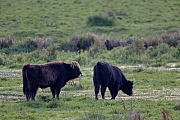 Heckrind - (Bullenkaelber) - (Auerochse - Rueckzuechtung), Bos taurus primigenius, Heck Cattle - (Calf) - (Aurochs - breed back)