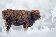 Heckrind - (Kalb) - (Auerochse - Rueckzuechtung), Bos taurus primigenius, Heck Cattle - (Calf) - (Aurochs - breed back)