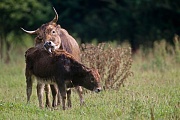 Heckrind - (Kuh & Kalb) - (Auerochse - Rueckzuechtung), Bos primigenius, Heck Cattle - (Cow & calf) - (Aurochs - breed back)