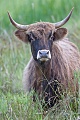 Heckrind - (Kuh) - (Auerochse - Rueckzuechtung), Bos primigenius, Heck Cattle - (Cow) - (Aurochs - breed back)
