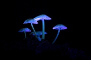 Rosablaettrige Helmlinge mit einer UV-Licht Taschenlampe angeleuchtet, Mycena galericulata, Common Bonnets illuminated with a UV light flashlight