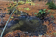 Der Waldbach hat einen Pool gebildet und das frische Herbstlaub sammelt sich in diesem Wasserwirbel, Barloher Forsten  -  Schleswig-Holstein, The forest stream has formed a pool and the fresh autumn leaves collect in this water vortex