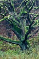 Eine alte Stieleiche mit bemoostem Stamm und moosbewachsenen Aesten am Rand einer Waldwiese, Schierenwald  -  Schleswig-Holstein, An old Common Oak with mossy trunk and moss covered branches at the edge of a forest meadow