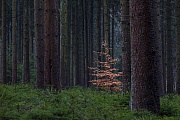 An einem trueben Herbsttag zieht das leuchtende Herbstlaub einer Rotbuche im dunklen Fichtenhochwald die Blicke auf sich, Schierenwald  -  Schleswig-Holstein, On a dull autumn day, the bright fall foliage of a Common Beech attracts attention in the dark high spruce forest