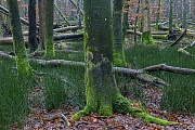A natural mixed deciduous forest in northern Germany, especially valuable is the area-wide occurrence of Rough Horsetail