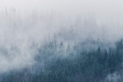 Nebelbaenke ziehen durch einen Bergwald, Tatra-Nationalpark  -  Tatransky Narodny Park  -  Slowakei, Wafts of mist pass through a mountain forest