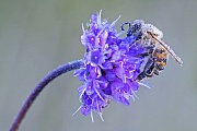 Westliche Honigbiene, die Aktivitaeten des Bienenstaates sind detailliert organisiert, unter anderem durch ein komplexes Kommunikationssystem  -  (Europaeische Honigbiene - Foto Westliche Honigbiene mit Morgentau) , Apis melllifera, Western Honey Bee, colony activities are organized by complex communication  -  (European Honey Bee - Photo Western Honey Bee with morning dew)