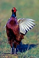Common Pheasant, the maximum recorded lifespan in the wild is 7 years and 7 months for a male cock  -  (Game Pheasant - Photo Common Pheasant cock display)