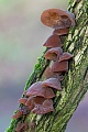 The fruiting bodies of the Wood Ear can be found all year round  -  (Jews Ear - Photo Wood Ear on an elder trunk)