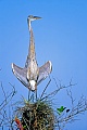 Great Blue Heron breeds in colonies  -  (Photo Great Blue Heron juvenile bird sunbathing)
