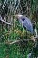 Kanadareiher erreichen eine Koerperlaenge von 91 - 137cm  -  (Foto Kanadareiher im Brutkleid), Ardea herodias, Great Blue Heron has a body length of 91 to 137cm  -  (Photo Great Blue Heron adult bird in breeding plumage)