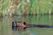 Kanadischer Biber, die Tragzeit betraegt 126 - 130 Tage  -  (Amerikanischer Biber - Foto Kanadischer Biber im Wasser), Castor canadensis, North American Beaver, the gestation period is 126 to 130 days  -  (Canadian Beaver - Photo North American Beaver in water)