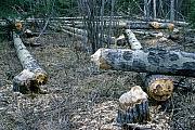 Vom Kanadabiber gefaellte Pappeln, Castor canadensis, Poplars felled by a beaver