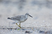 Ein Knutt im Schlichtkleid sucht am Strand nach Nahrung, Calidris canutus, A Red Knot in the basic plumage searches for food on a beach
