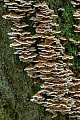 Das Erscheinungsbild vom Krausen Adernzaehling ist aufgrund seines dachziegelartigen Wachstums im Wald ein richtiger Hingucker  -  (Buchenaderzaehling - Foto Krauser Adernzaehling am Stamm einer abgestorbenen Haselnuss), Plicatura crispa  -  Plicaturopsis crispa, The appearance of Plicaturopsis crispa is due to its roof tile-like growth a real eye-catcher in the forest  -  (Photo Plicaturopsis crispa on the trunk of a dead hazelnut)