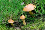 Kuh-Roehrlinge sind haeufig unter Kiefern zu finden  -  (Kuhpilz - Foto Kuh-Roehrling zwischen Heidekraut), Suillus bovinus, Jersey-cow Mushroom grows often under pine trees  -  (Jersey cow Mushroom - Photo Jersey-cow Mushroom between heath)
