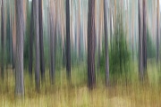 Kiefernwald im Fruehwinter in der Oberlausitz, Pinus sylvestris, Scots Pine forest in early winter in Upper Lusatia