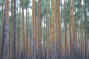 Kiefernwald im Fruehwinter in der Oberlausitz, Pinus sylvestris, Scots Pine forest in early winter in Upper Lusatia