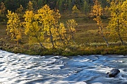 Birken im Herbst am Ufer des Groevlan, Dalarnas Laen - Groevlan river, Birches in autumn at Groevlan riverbank