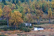 Herbstlandschaft mit Birken am Groevelsjoen, Dalarnas Laen - Alvdalen, Autumn landscape at Groevelsjoen