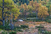 Herbstlandschaft mit Birken am Groevelsjoen, Dalarnas Laen - Alvdalen, Autumn landscape at Groevelsjoen