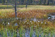 Wollgras an einem Seeufer, Haerjedalen  -  Jaemtlands Laen, Cotton grass at lakeside