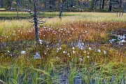Wollgras an einem Seeufer, Haerjedalen  -  Jaemtlands Laen, Cotton grass at lakeside