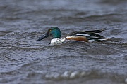 Loeffelente - Maennchen, Anas clypeata, Northern Shoveler - male, also called Shoveler or Shoveller Duck