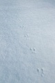 Mausspuren im Schnee  -  Typische Spuren einer Wuehlmaus im Schnee, Arvicolinae species, Mouse tracks in snow  -  Typical tracks of a vole in snow