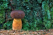 Maronen-Roehrlinge sind sehr gute und begehrte Speisepilz  -  (Marone - Foto Maronen-Roehrling am Stamm einer Fichte), Imleria badia, Bay Bolete is an edible mushroom  -  (Photo Bay Bolete on a spruce trunk)