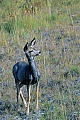 Maultierhirsch, die Jungtiere werden im Fruehjahr geboren  -  (Grossohrhirsch - Foto Maultierhirschkalb in den Kanadischen Rocky Mountains), Odocoileus hemionus, Mule Deer, the fawns born in spring  -  (Black-tailed Deer - Photo Mule Deer fawn in the Canadian Rockies)