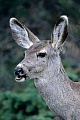Maultierhirsch, in der Regel werden zwei Kitze geboren  -  (Grossohrhirsch - Foto Maultierhirschkalb in den Kanadischen Rocky Mountains), Odocoileus hemionus, Mule Deer, the does usually give birth to 2 fawns  -  (Black-tailed Deer - Photo Mule Deer fawn in the Canadian Rocky Mountains)