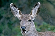 Maultierhirsch, die Paarungszeit wird in der Fachsprache Brunft oder Brunftzeit genannt  -  (Schwarzwedelhirsch - Foto Maultierhirsch Portraet vom Vorjahreskalb), Odocoileus hemionus, Mule Deer, the mating season called THE RUT  -  (Black-tailed Deer - Photo Mule Deer portrait of a fawn)