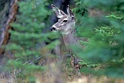 Maultierhirsch, die Weibchen paaren sich mit verschiedenen Maennchen  -  (Schwarzwedelhirsch - Foto Maultierhirsch Weibchen in Kanada), Odocoileus hemionus, Mule Deer, the does may mate with more than one buck  -  (Black-tailed Deer - Photo Mule Deer doe in Canada)