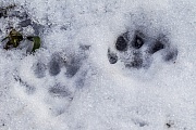 Minkspuren im Schnee  -  Minkfaehrten im Winter, Neovison vison, Mink tracks in snow  -  Mink tracks in winter  -  Mink spoor - Mink footprint - Mink trail in winter