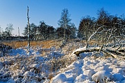 Birken in einer verschneiten Moorlandschaft, Haaler Au-Niederung  -  Schleswig-Holstein, Birches in a snow-covered moor landscape