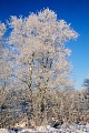 Birken mit Raureif in einer verschneiten Moorlandschaft, Haaler Au-Niederung  -  Schleswig-Holstein, Birches with hoar frost in a snow-covered moor landscape