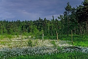 Wollgraswiese an einem Moorsee, Grundloses Moor  -  Niedersachsen, Meadow with cottongrass at lakeside