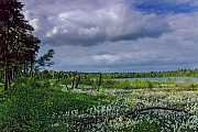 Wollgraswiese an einem Moorsee, Grundloses Moor  -  Niedersachsen, Meadow with cottongrass at lakeside