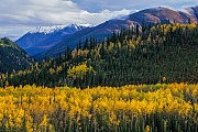 Zitterpappeln im Herbst vor der Alaska-Bergkette, Denali Nationalpark  -  Alaska, Aspen in fall in front of the Alaska range